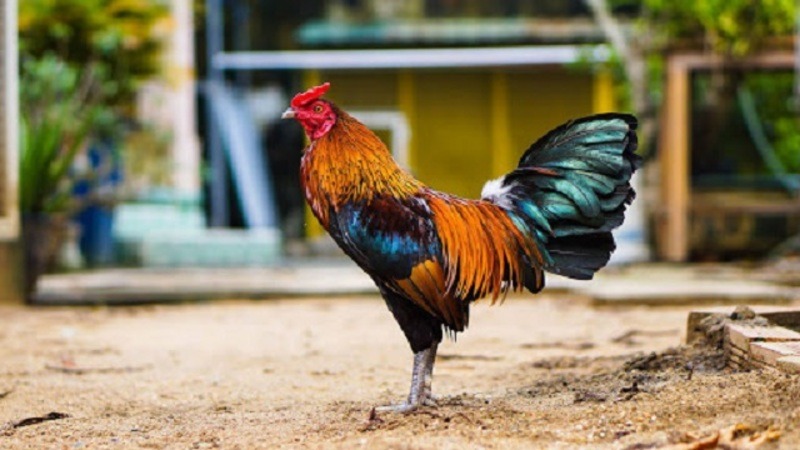 che do nuoi ga cua sat 3 Giai đoạn vỗ béo cho gà chiến
