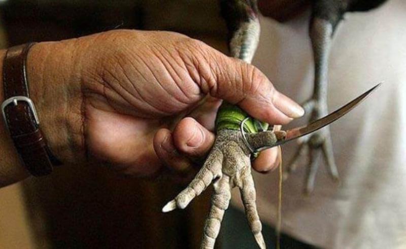 da ga cua dao 2 Nhiều dạng chiến kê khác nhau