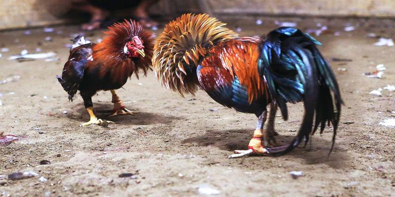 da ga cua sat 3 Cách xem đấu gà cựa sắt