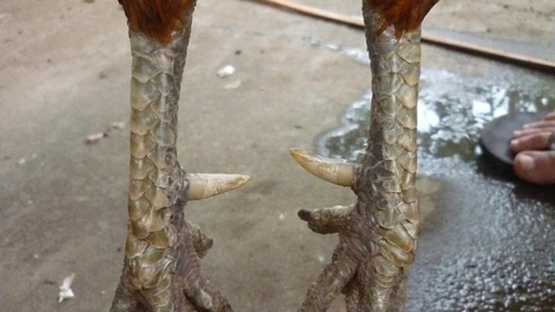 xem vay ga da 3 Cần chú ý một số điều khi xem vảy gà đá